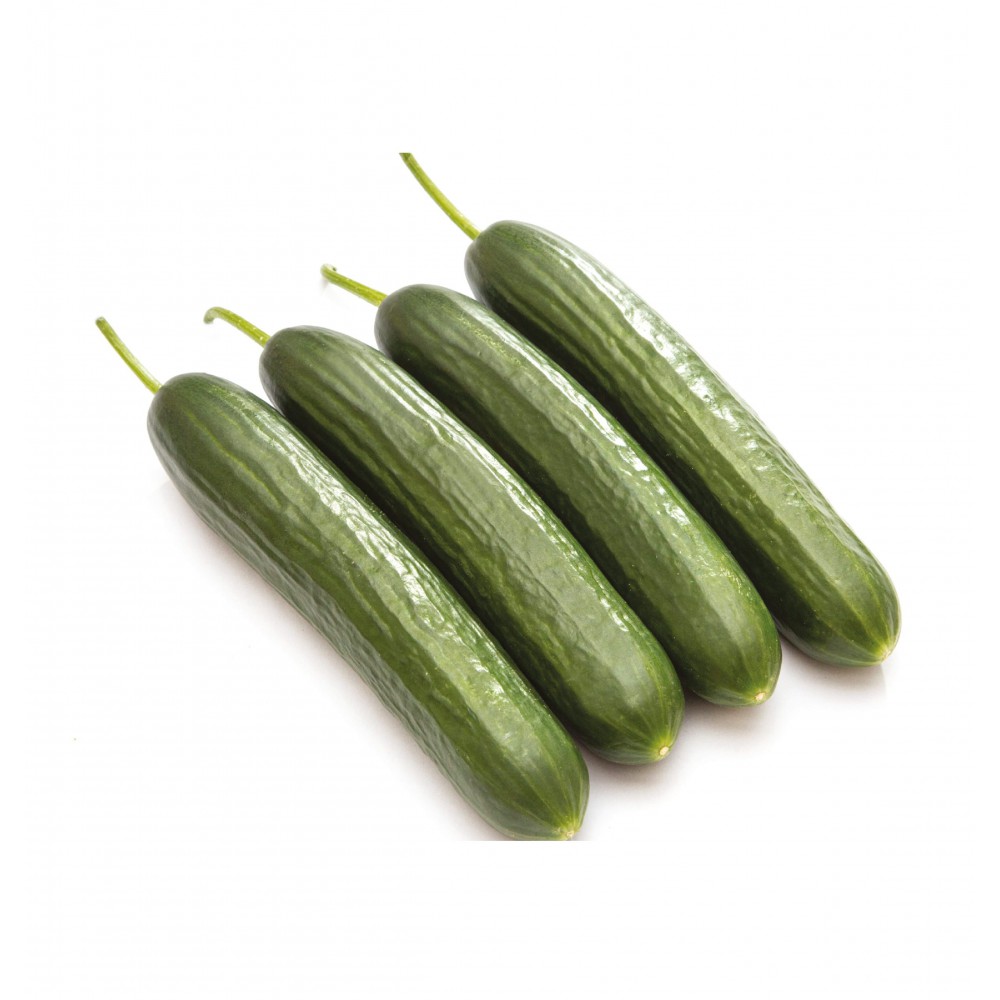 Sırık hıyar tohumu f1 500 adet 1 pk