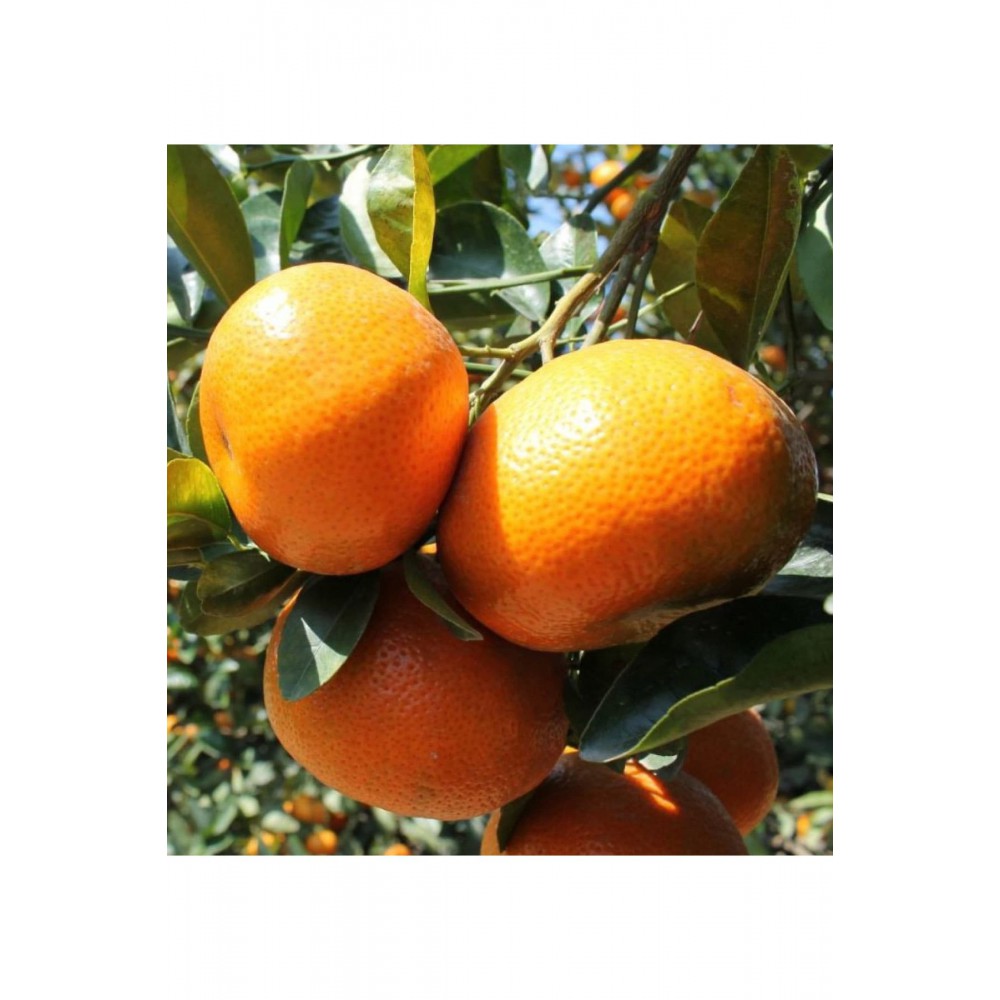 Gramantin Mandalina Fidanı