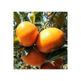 Gramantin Mandalina Fidanı