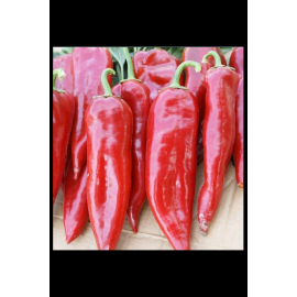 Acı Salçalık kapya biber fidesi 200 adet