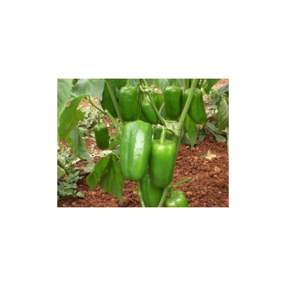 Dolmalık biber tohumu F1 