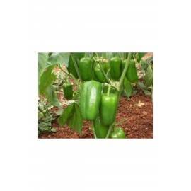 Dolmalık biber tohumu F1 