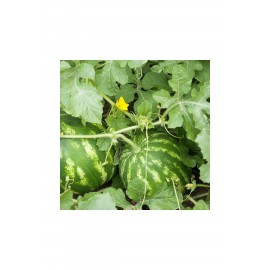 Aşılı  Karpuz Fidesi 98'li 1 koli