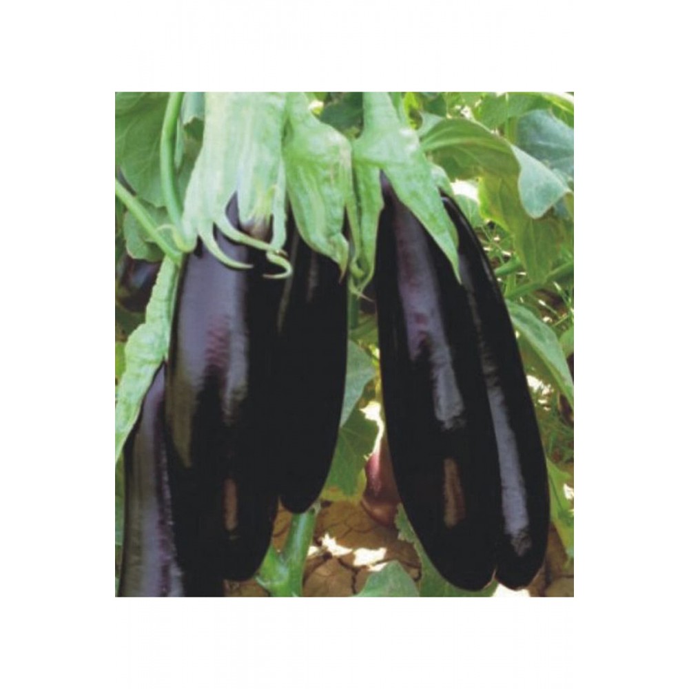 Aydın Siyahı Patlıcan Fidesi 200 adet