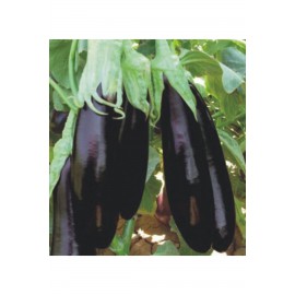 Aydın Siyahı Patlıcan Fidesi 200 adet
