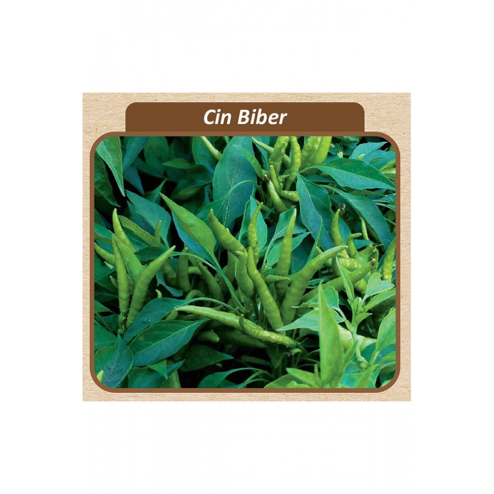 Cin Biber Tohumu