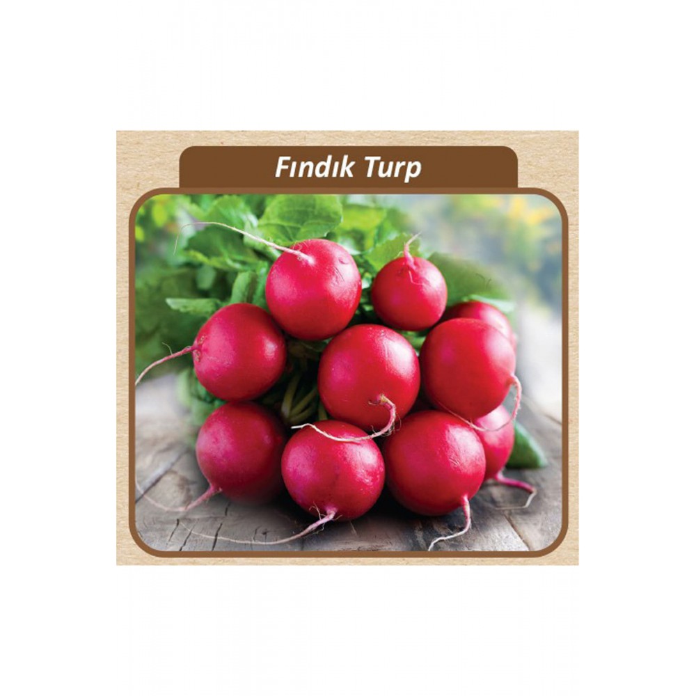 Fındık Turp Tohumu