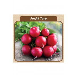 Fındık Turp Tohumu