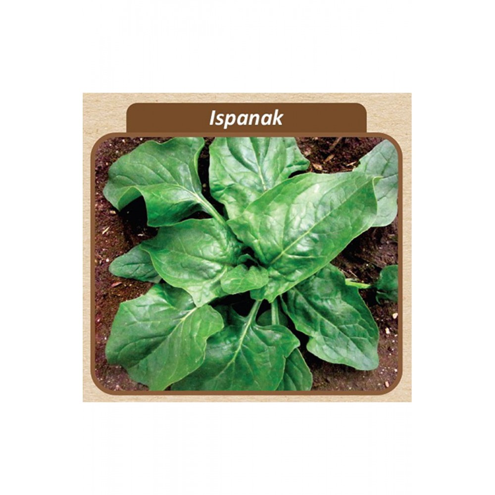 Ispanak Tohumu  Matador100 gr