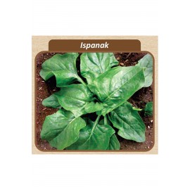 Ispanak Tohumu  Matador100 gr