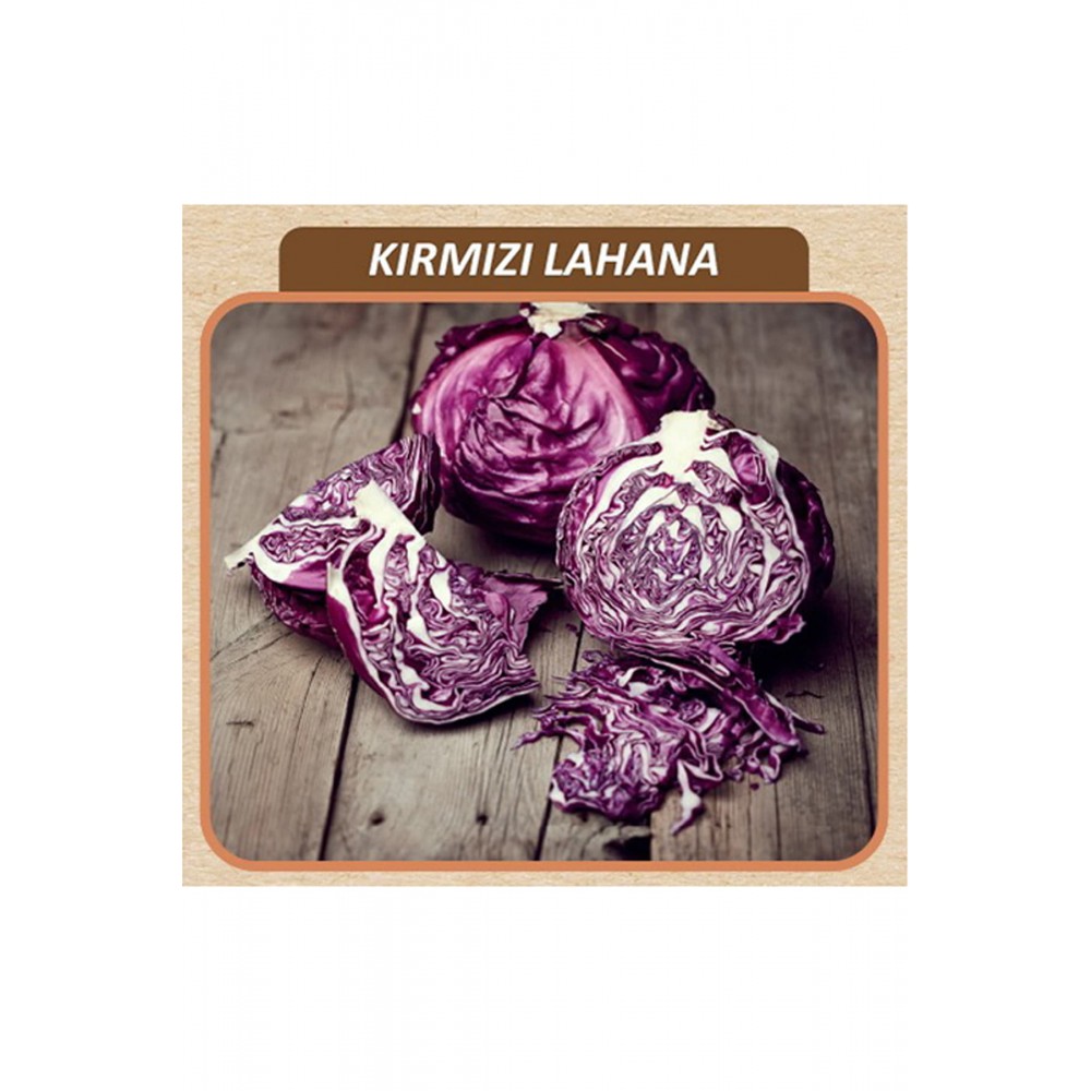 Kırmızı Lahana Tohumu sıtandart