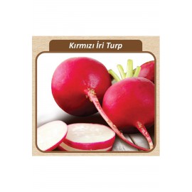 Kırmızı Turp Tohumu