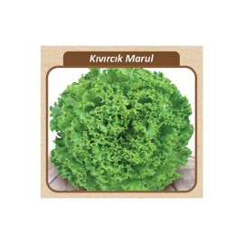 Kıvırcık Marul Tohumu