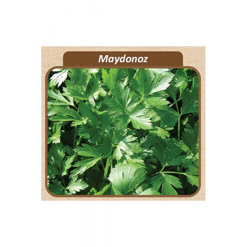 Maydanoz Tohumu