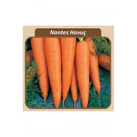 Nantes Havuç Tohumu